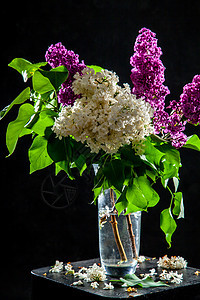 黑色背景的花瓶里有花粉植物群杯子绘画季节叶子木头装饰玻璃礼物花瓣图片