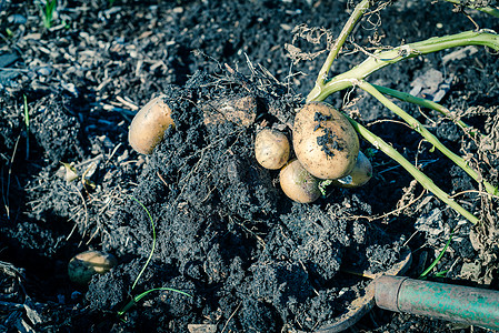 在美国修道院挖土豆 利用挖掘民户的过滤图像采集马铃薯地面栽培收获地球民间种植园植物蔬菜场地园艺图片