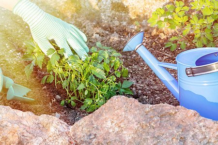 在花床上种植植物的阿斯蒂巴生长手套工作闲暇土壤堆肥爱好女士园林园艺图片