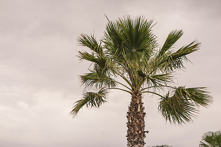西西里棕榈树图片