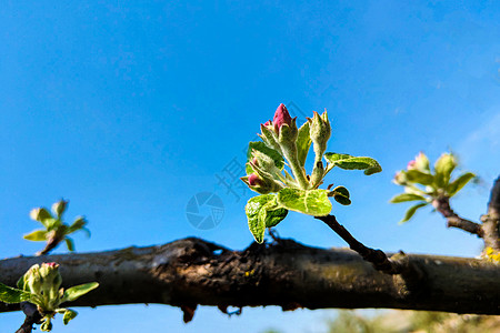 苹果树或李子树的开花枝 自然背景背景图片
