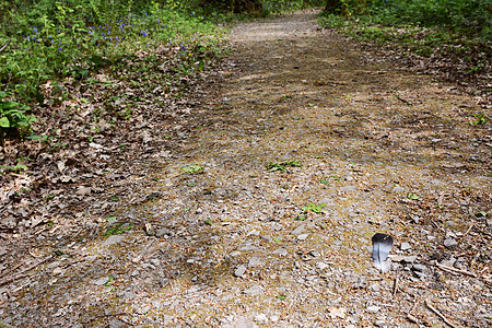 木鸽羽毛位于林地宽阔的平坦路径上图片