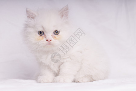 白波斯猫咪趴在地上看镜头婴儿哺乳动物猫科动物白色宠物小猫小狗胡须图片