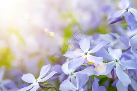 在夏花园里盛开的蓝色闪光花和其他花朵 都快关门了脆弱性荒野花蜜宏观太阳林地植物紫丁香香气植物群图片