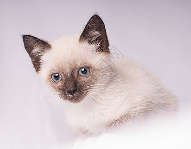 蓝眼睛的灰色西亚猫 近距离接近尾巴图片