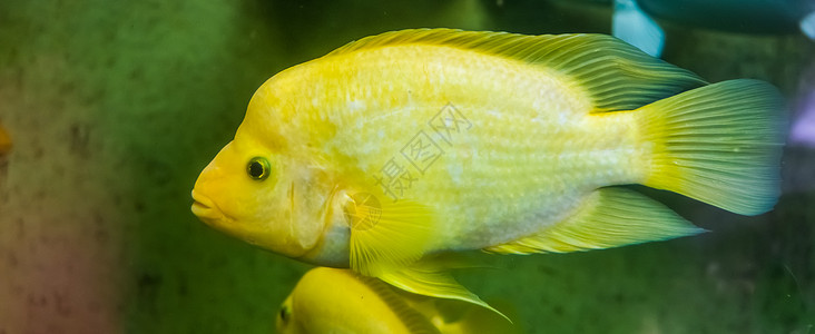 黄白有色热带鱼 来自哥斯达黎加的异种鱼类图片