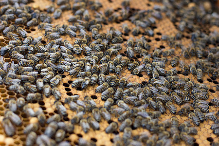 蜂蜜框架上的蜜蜂 养殖蜜蜂 养蜂业工人殖民地男人花粉养蜂人职业蜂窝六边形昆虫花蜜图片