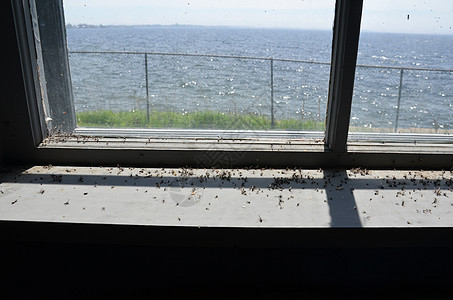 旧窗户 有死蚊虫昆虫和海洋窗台害虫窗格金属围栏臭虫玻璃栅栏图片