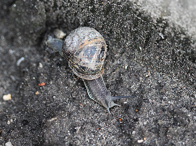 Cornu 近处的俗称花园蜗牛蜗牛壳孤独荒野植物石头鼻涕虫螺旋眼睛叶子天线图片