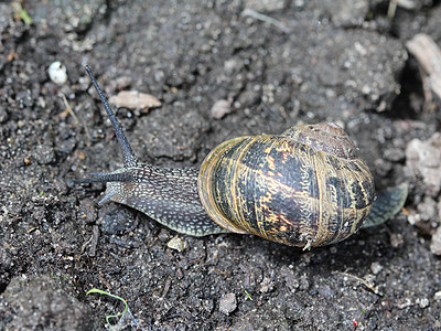 Cornu 近处的俗称花园蜗牛荒野粘液鼻涕虫石头蜗牛壳植物眼睛食物螺旋孤独图片