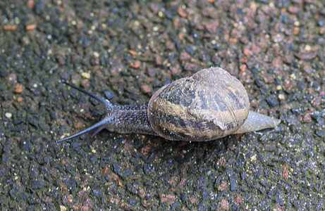 Cornu 近处的俗称花园蜗牛鼻涕虫眼睛粘液食物房子下雨荒野动物螺旋孤独图片