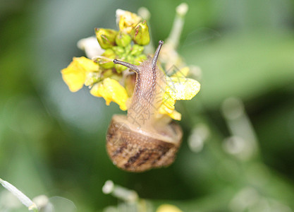 园林的蜗牛或棕色螺在花园里树林荒野生物学贝壳动物学叶子植物住宅动物蜗牛壳图片