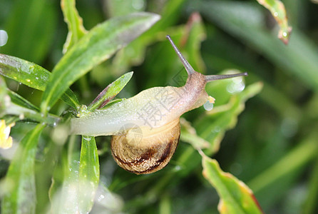 园林的蜗牛或棕色螺在花园里动物触手炭疽病天线蜗牛壳运动植物树林贝壳种子图片