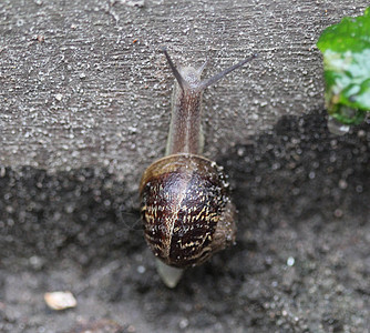 Cornu 近处的俗称花园蜗牛房子动物宏观植物下雨螺旋害虫天线眼睛野生动物图片