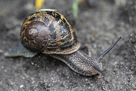 Cornu 近处的俗称花园蜗牛鼻涕虫叶子野生动物蜗牛壳动物螺旋下雨宏观房子荒野图片