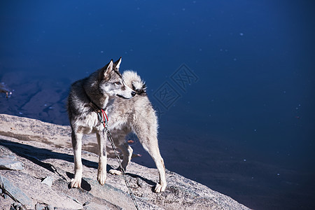 河岸上的哈斯基朋友游泳宠物眼睛犬类动物说谎牧羊人蓝色乐趣图片