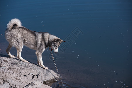 河岸上的哈斯基乐趣海滩眼睛跑步小狗海洋犬类说谎宠物森林图片