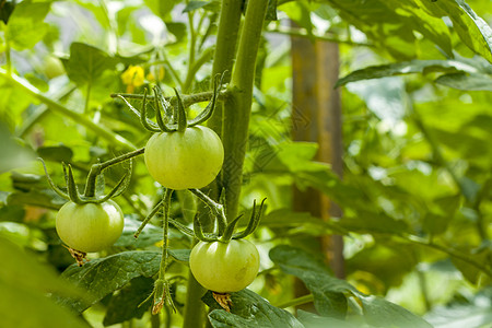种植绿番茄图片