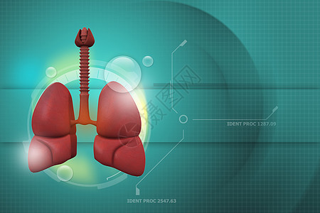 人类肺绘画器官医疗卫生支气管呼吸胸部身体生物学科学图片