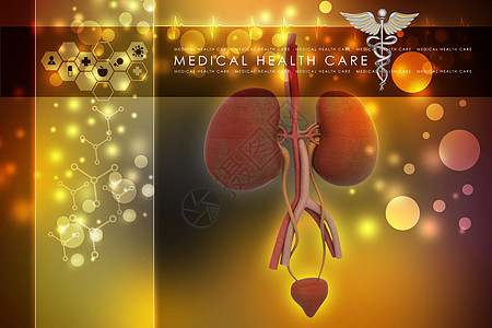 泌尿系统肾脏科学卫生动脉图表血管绘画男人髓质解剖学图片