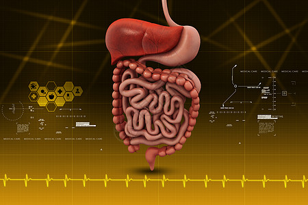 人类消化系统医疗胆囊解剖学图表原理图药品身体胰腺肠胃图片