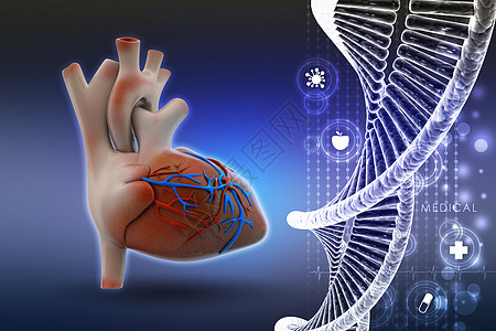 人类心脏大脑心脏病学脊柱药品小脑疾病科学生活生物学解剖学图片