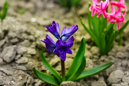 近距离接近公园中的粉红和蓝色紫色的紫丁香草或花园青春花田图片