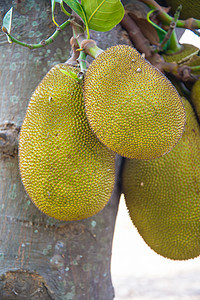 Jackfruit 粗金刚石热带植物群水果美食花园情调气候维生素生活饮食图片