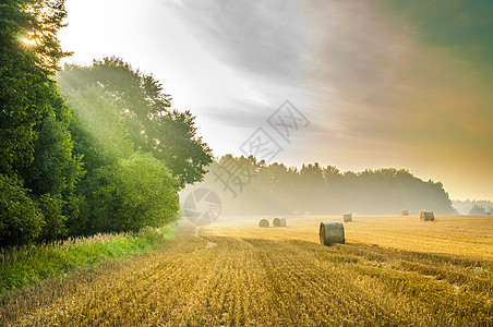 捷克天堂Bohemina天堂采伐田地和草丛的夏季日出景太阳土地树木粮食旅行场地场景森林天空阳光图片