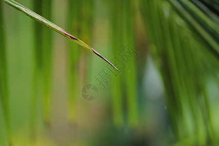 从椰子树一棵绿叶上滴水的水情调旅行树干季风树叶太阳牛奶下雨坚果木头图片