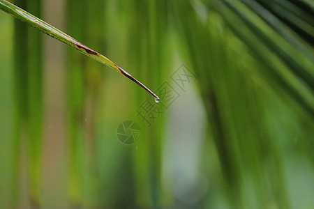 从椰子树一棵绿叶上滴水的水地平线情调季节异国牛奶树叶天堂海洋木头椰子图片