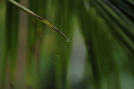 从椰子树一棵绿叶上滴水的水地平线季风异国树干短跑下雨太阳海洋牛奶棕榈图片