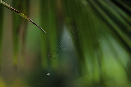 从椰子树一棵绿叶上滴水的水季节木头气候树叶下雨热带地平线天堂棕榈海洋图片