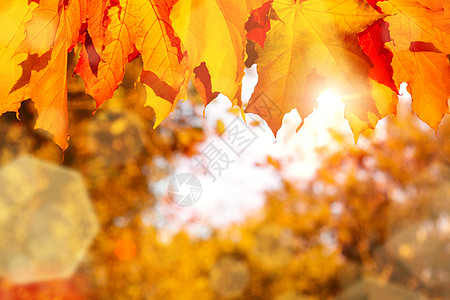 秋天的枫叶在夕阳的照耀下落在森林里 — 美丽的秋天背景图片
