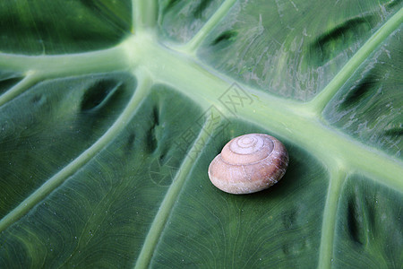 蜗牛的贝壳芋头动物房子螺旋叶子蠕变害虫棕色农场背景图片