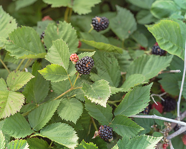 美国得克萨斯州夏季树上有机成熟的黑莓植物浆果荒野果汁水果衬套叶子生长食物团体图片