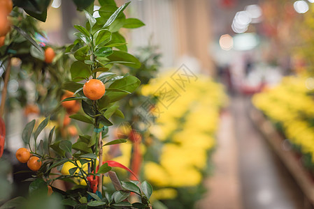 在美国越南月球新年市场上的新鲜库姆夸特树橙子水果生产宏观异国菊花热带生长花园果园图片