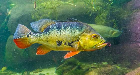 美洲河流热带鱼类鱼群的热门和多彩风采的蝴蝶孔雀贝司(cichlid)背景图片