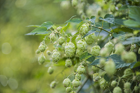 鲜花和普通植物的叶子啤酒厂香气草本植物农业产品花园树叶植物学植被酿造图片