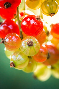 在灌木丛中草原上 熟熟和未熟的红花果实浆果醋栗叶子宏观植物饮食红茶美食树叶衬套图片