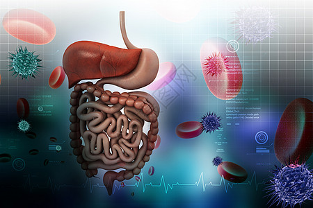 人类消化系统药品身体解剖学图表胆囊原理图医疗肠胃胰腺图片
