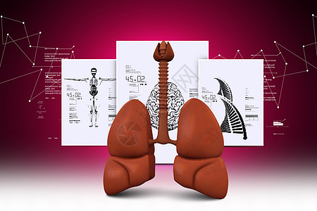 人类肺胸部药品科学插图医疗支气管空腔呼吸生物学器官背景图片