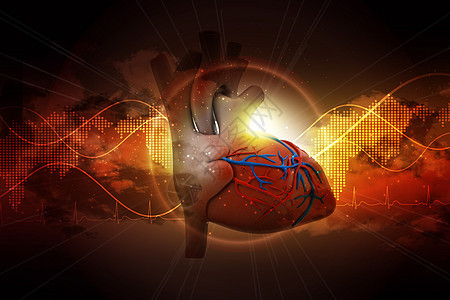 人类心脏心脏病学插图生物学解剖学大脑脊柱器官科学男性智力图片