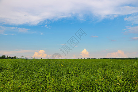 清晰绿色和蓝色自然的多彩景观照片栅栏天空爬坡农场食物树木场地草地农村国家图片