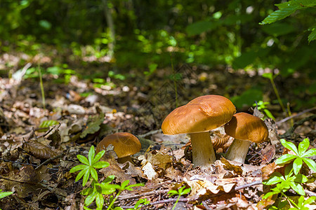 Ceps 蘑菇在衰退的森林中图片