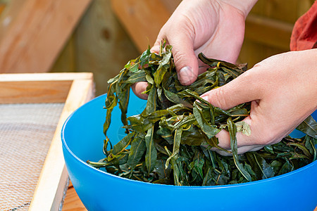 制作由莎莉开花的茶叶过程 被称为俄罗斯伊凡茶或可乐茶 准备发酵的叶子烘干沙枣烹饪蜉蝣植物荒野治疗照片维生素女性图片