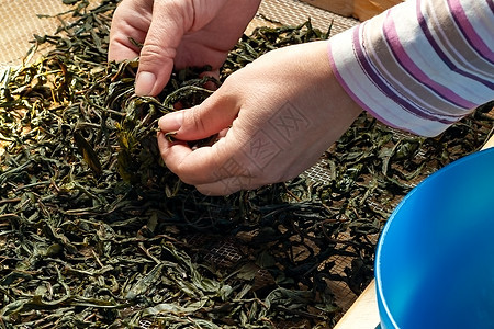 从被称为俄罗斯伊万茶或 Koporye 茶的盛开的莎莉泡茶的过程 准备发酵的叶子 准备干燥的叶子生产药品烘干草本植物沙枣照片治疗图片