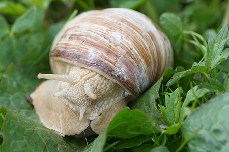 一只爬行蜗牛 的特写镜头土地传感器螺旋状螺旋消耗住房图片