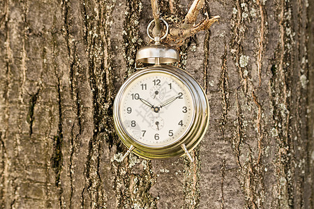 旧时钟挂在树上图片