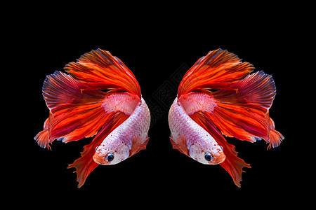 粉色和红色贝塔鱼 黑背面的西米亚打架鱼宠物热带力量黑色连体水族馆情调尾巴奢华游泳图片